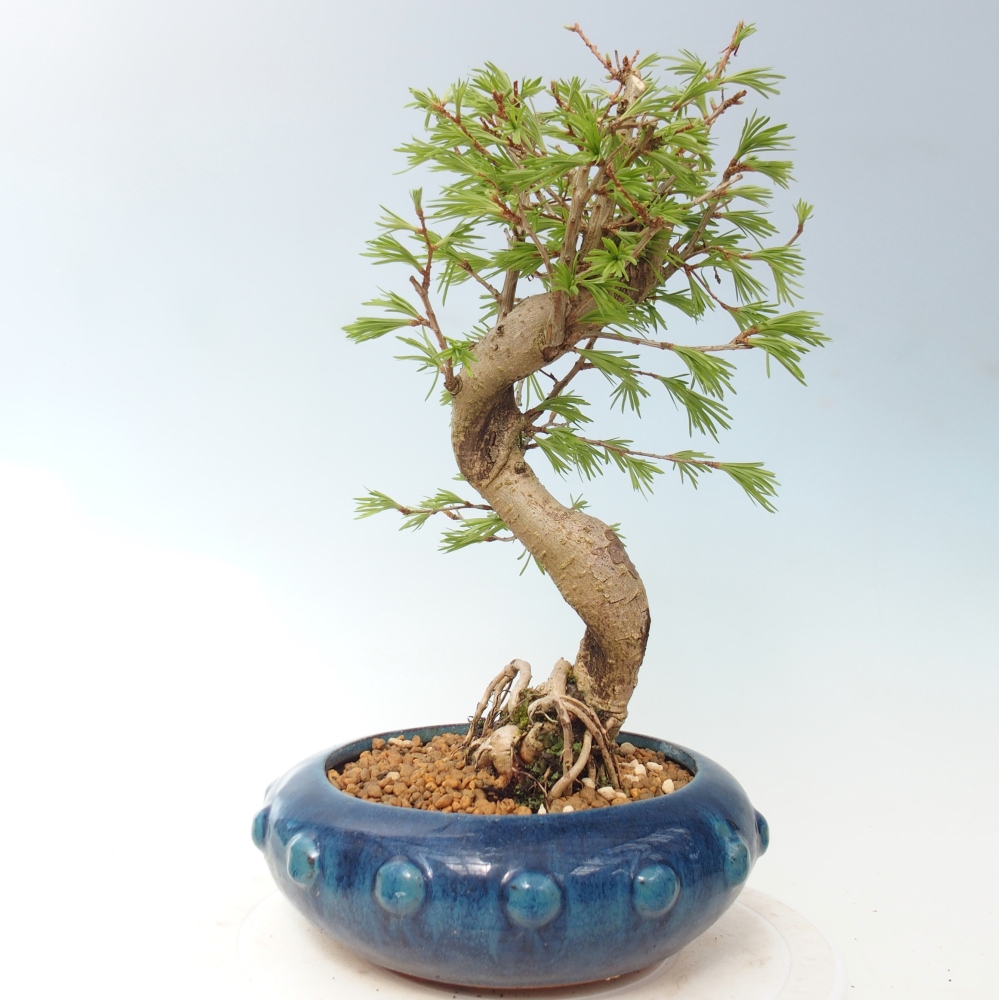 Bonsai da esterno -Pseudolarix amabis-Pseudolarix amabis