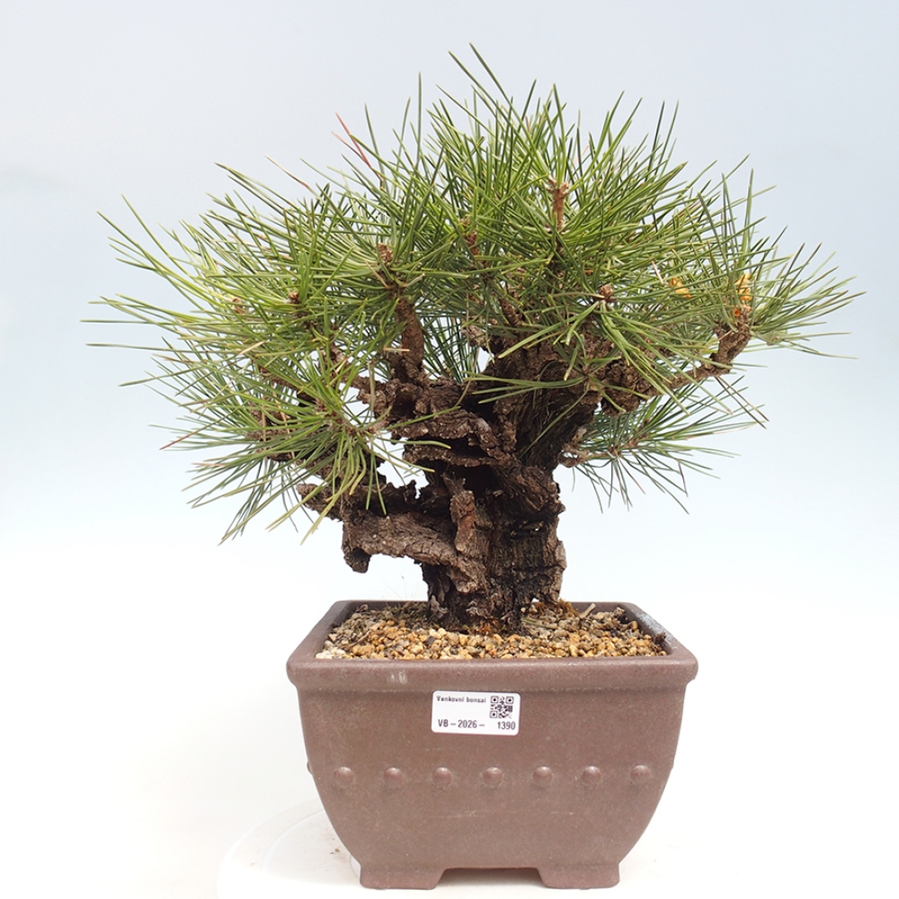 Bonsai da esterno - Pinus thunbergii - Pino di Thunberg