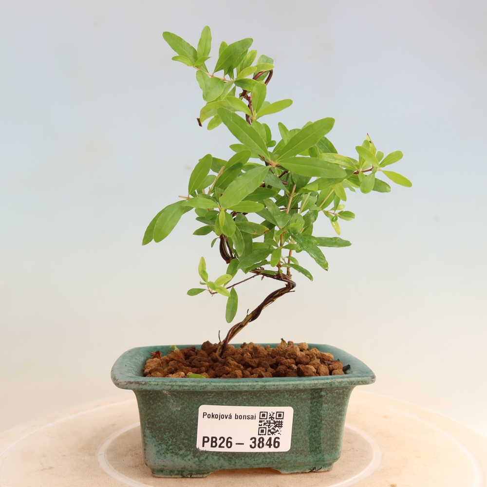 Camera bonsai-PUNICA granatum nana-Mela granata