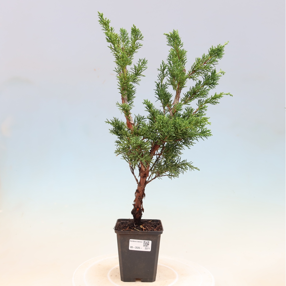 Bonsai da esterno - Juniperus chinensis Kishu