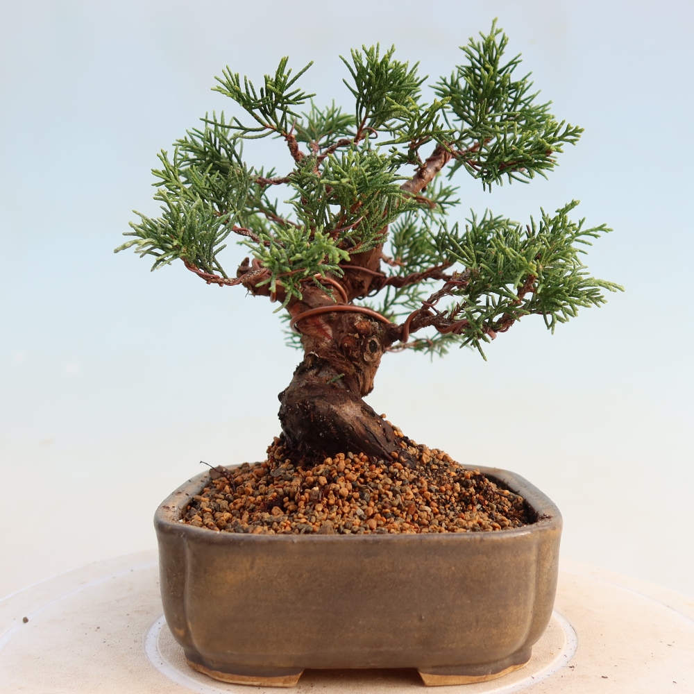 Bonsai da esterno - Juniperus chinensis Itoigawa