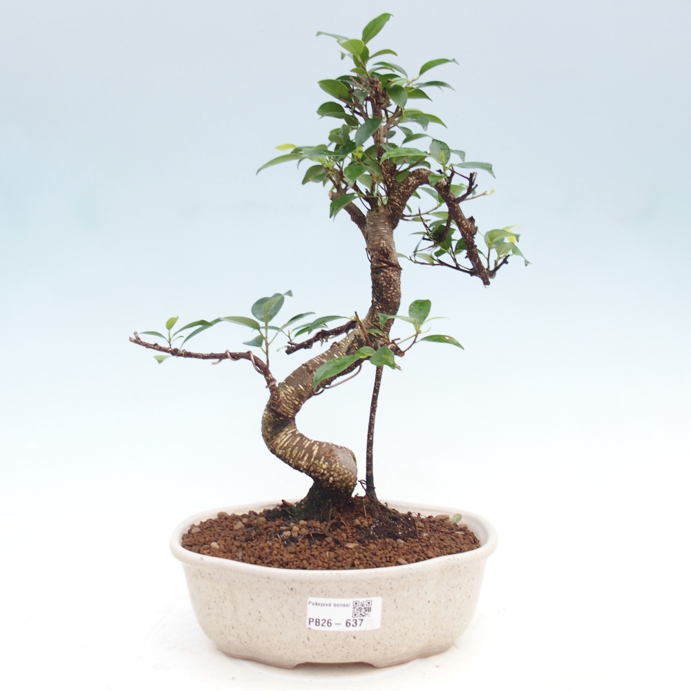 Camera bonsai - Ficus kimmen - ficus a foglie piccole