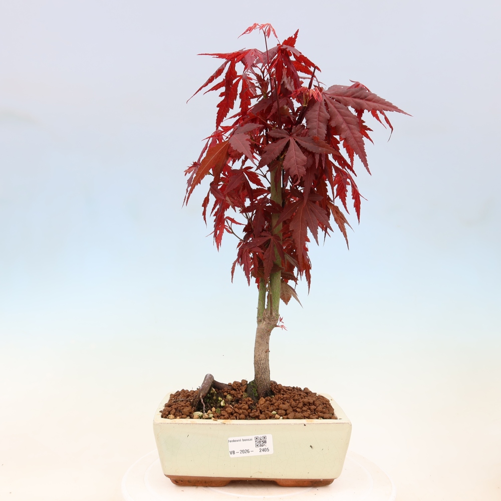 Bonsai da esterno - Palma Acer. Atropurpureum-Javor palmate