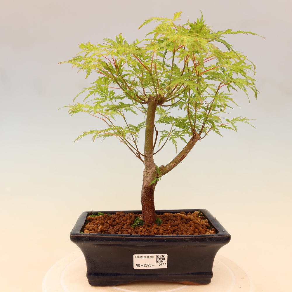 Bonsai da esterno - Acer palmatum Dissectum
