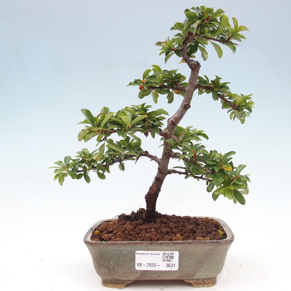 Bonsai da esterno-Pyracantha Teton -Hlox