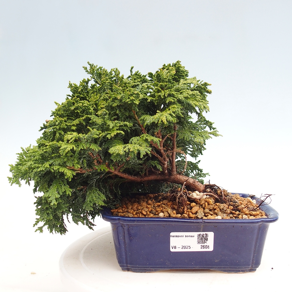 Bonsai da esterno - Cham.pis Parslori - Cipresso