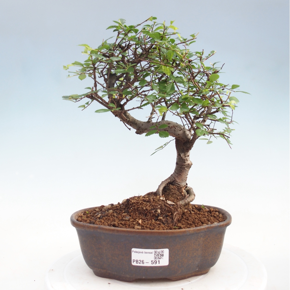 Camera bonsai - Ulmus parvifolia - Olmo a foglie piccole