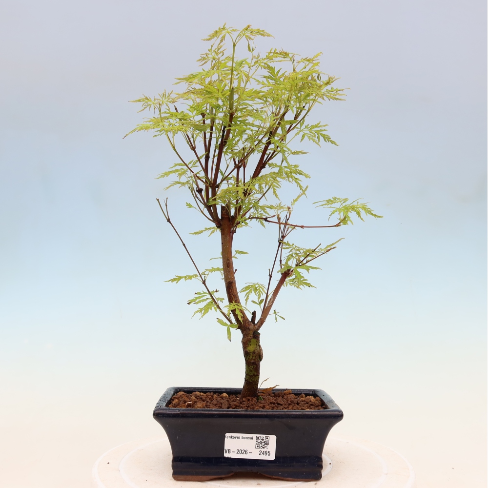 Bonsai da esterno - Acer palmatum Dissectum