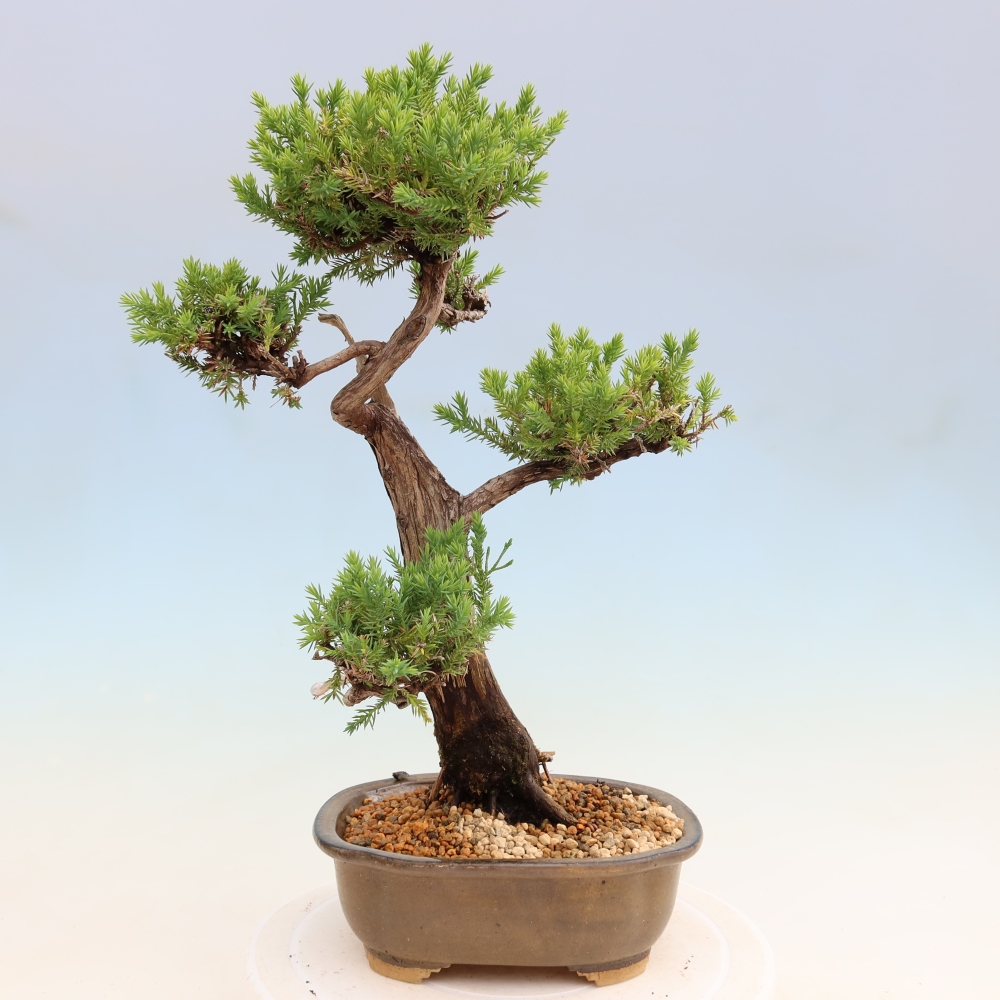 Bonsai da esterno - Juniperus squamata – Ginepro squamato