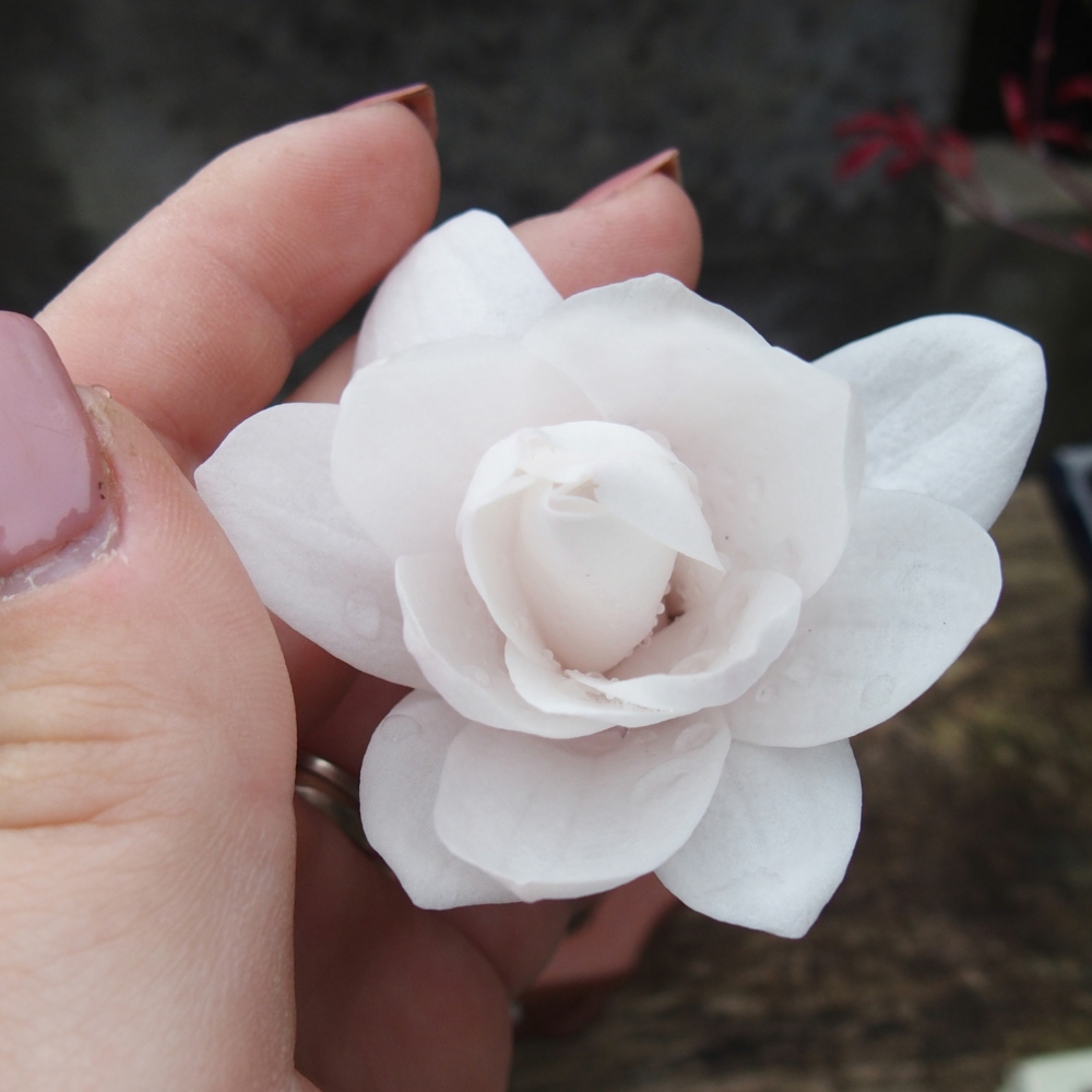 Bonsai da esterno - Magnolia stellata