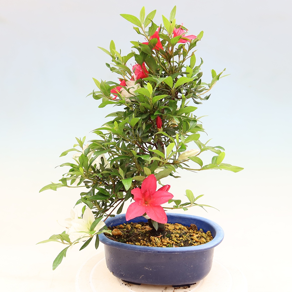 Bonsai da esterno - Azalea giapponese - Azalea CHIHIRO