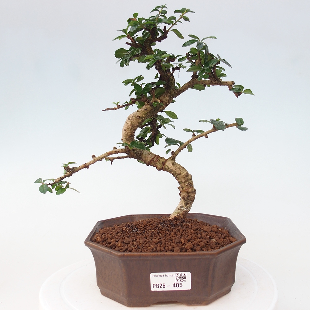 Camera bonsai - Carmona macrophylla - Tea fuki
