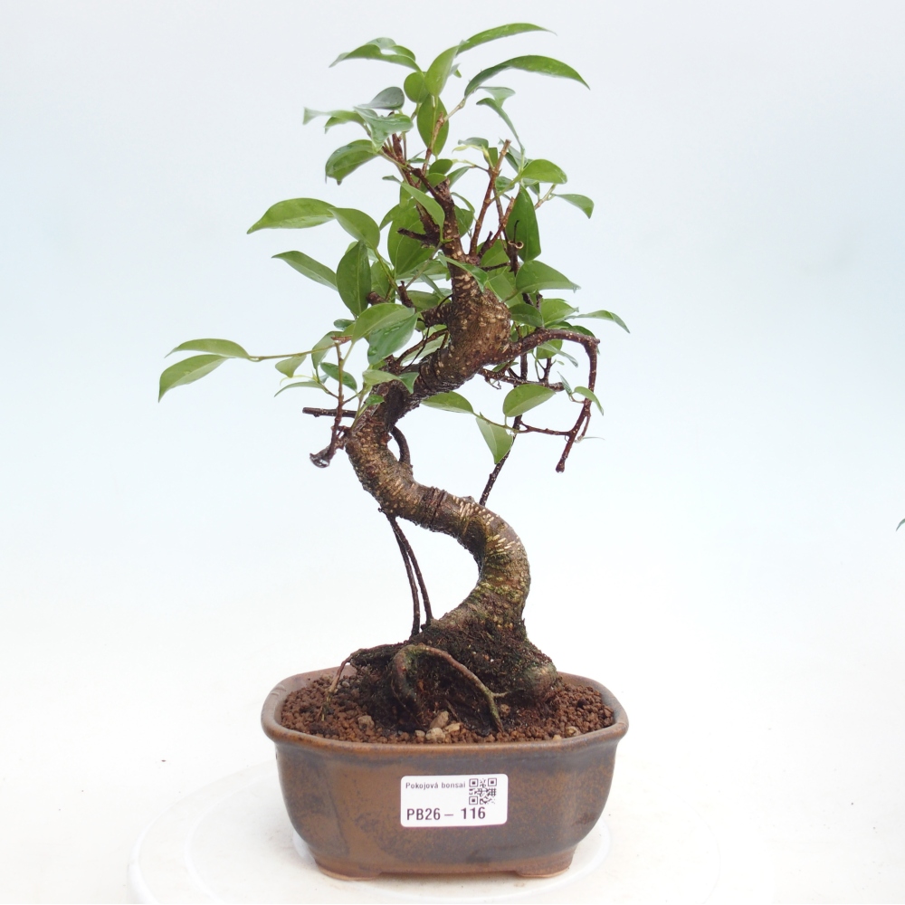 Camera bonsai - Ficus retusa - ficus a foglie piccole
