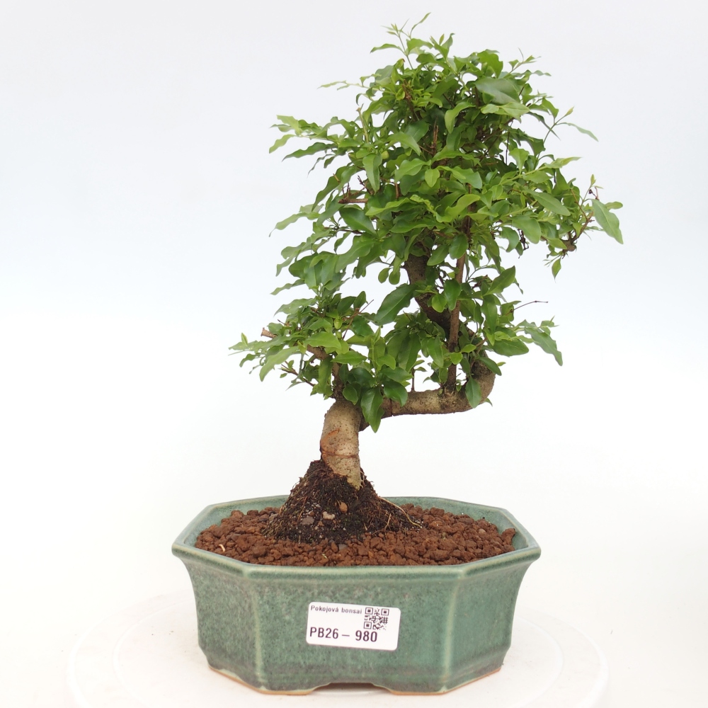 Camera bonsai -Ligustrum chinensis - Becco d'uccello
