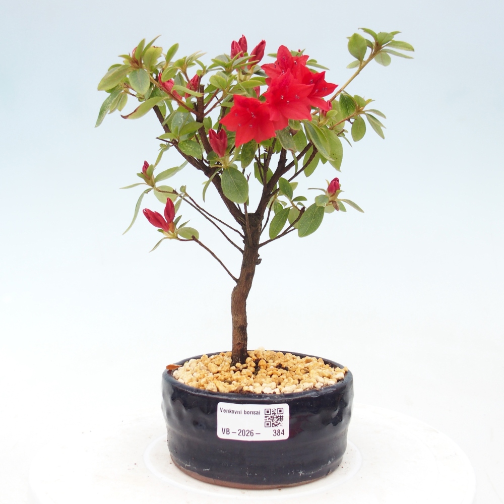 Bonsai da esterno - Azalea giapponese - Azalea sp.
