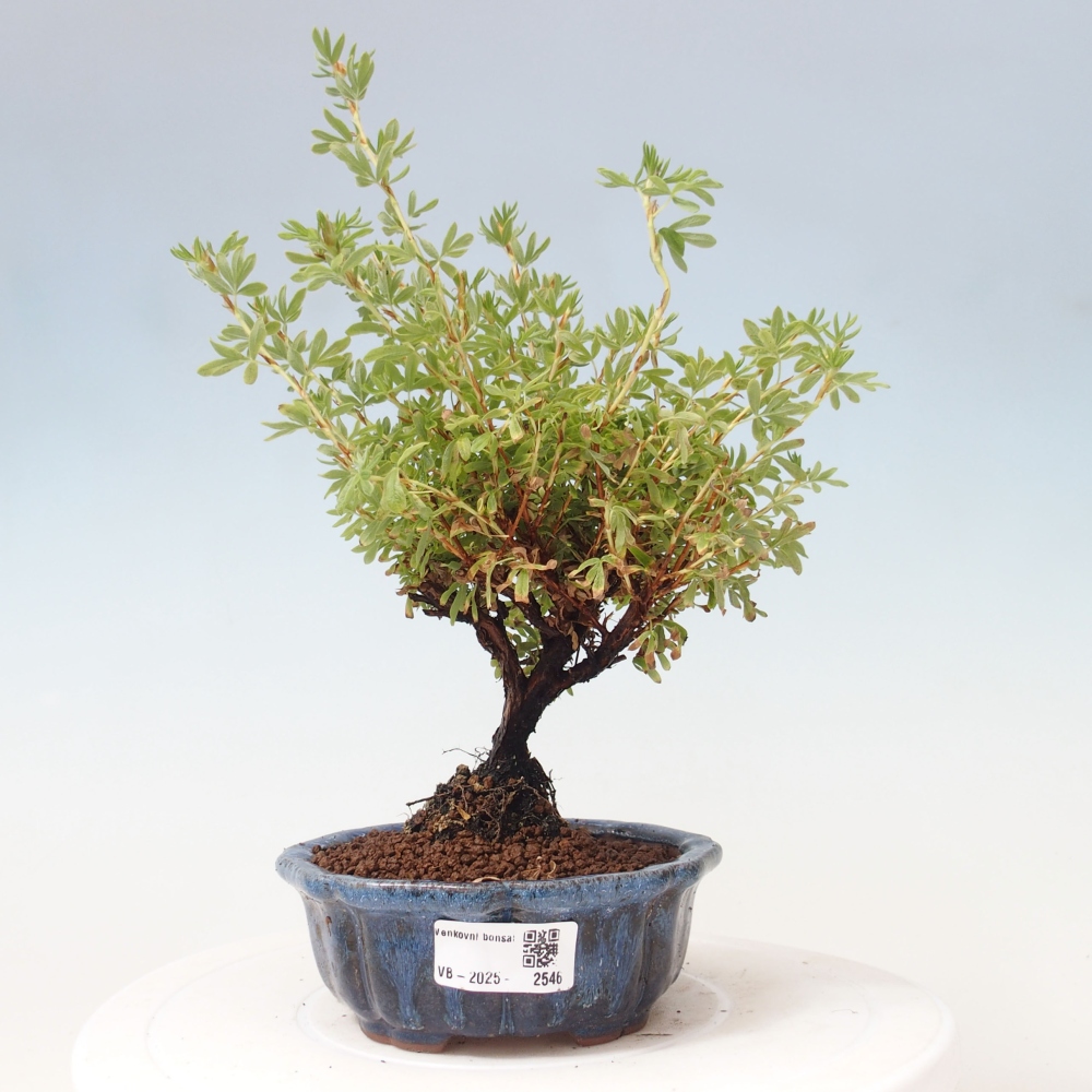 Bonsai da esterno - Potentila fruticosa yellow Bird
