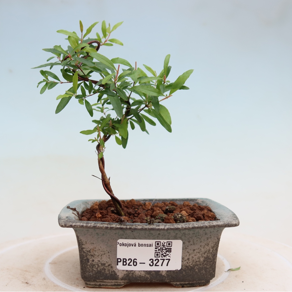 Camera bonsai-PUNICA granatum nana-Mela granata