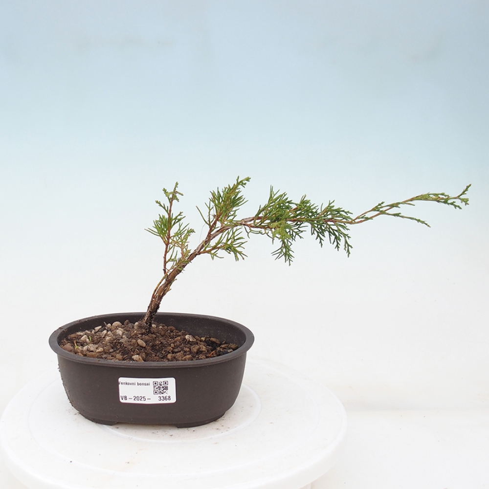 Bonsai da esterno - Juniperus chinensis Itoigawa