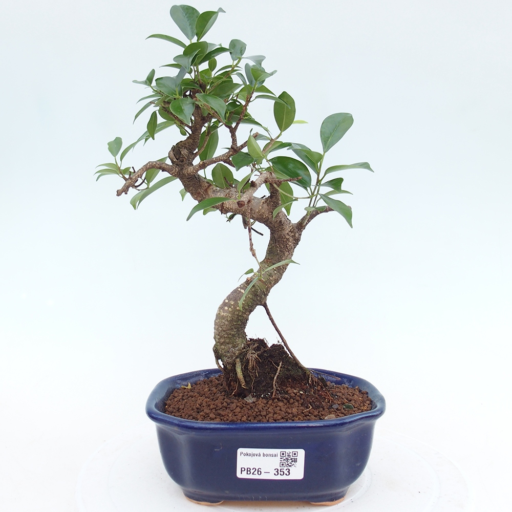 Camera bonsai - Ficus retusa - ficus a foglie piccole