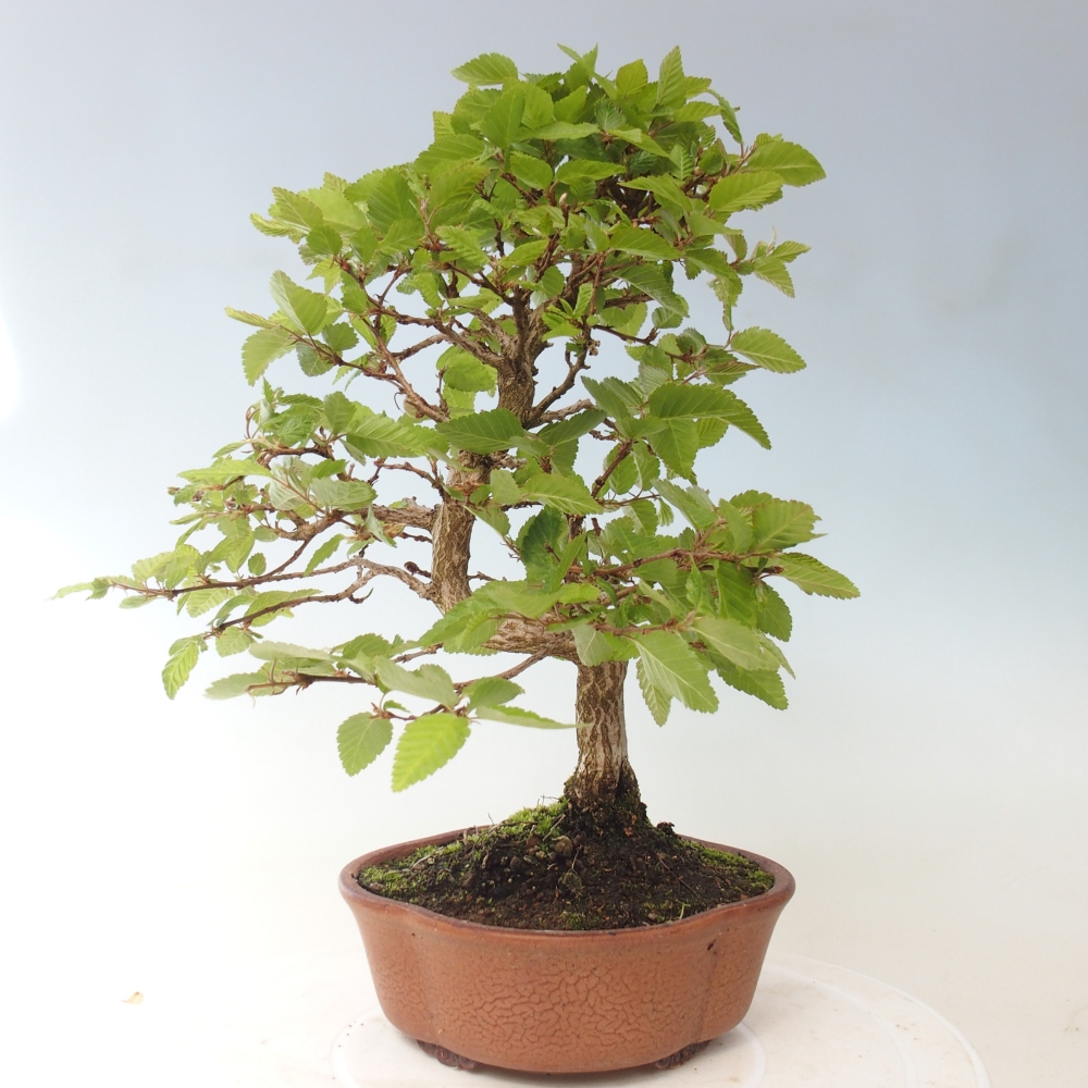 Bonsai da esterno -Carpinus CARPINOIDES - Carpino coreano