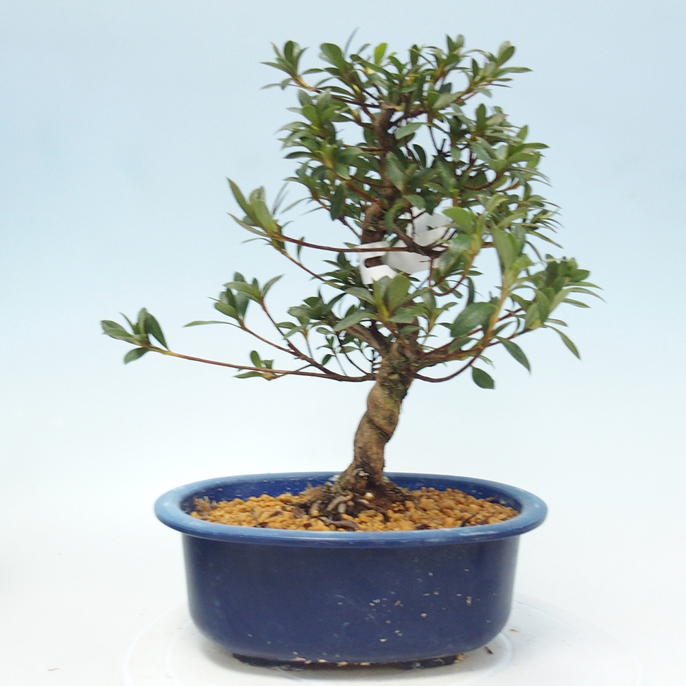 Bonsai da esterno - Azalea giapponese - Azalea Senhime