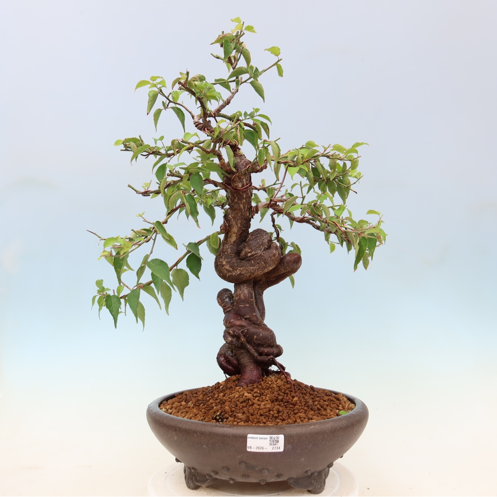 Bonsai da esterno - Albicocco giapponese - Prunus Mume