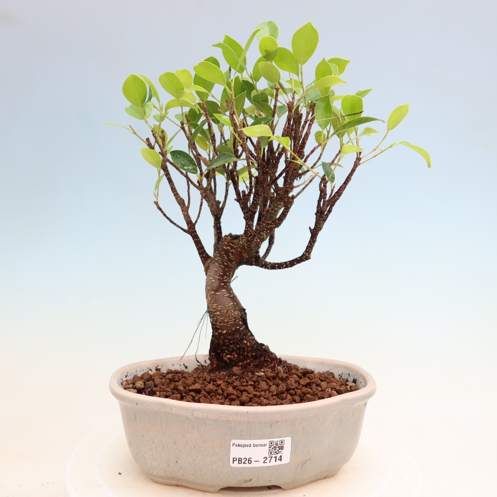 Camera bonsai - Ficus kimmen - ficus a foglie piccole
