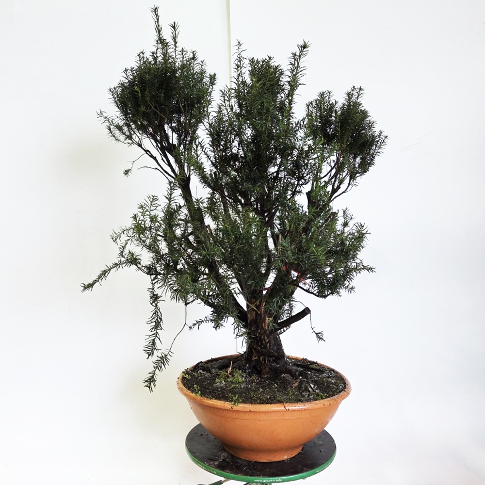 Bonsai da esterno Tasso rosso - Taxus bacata