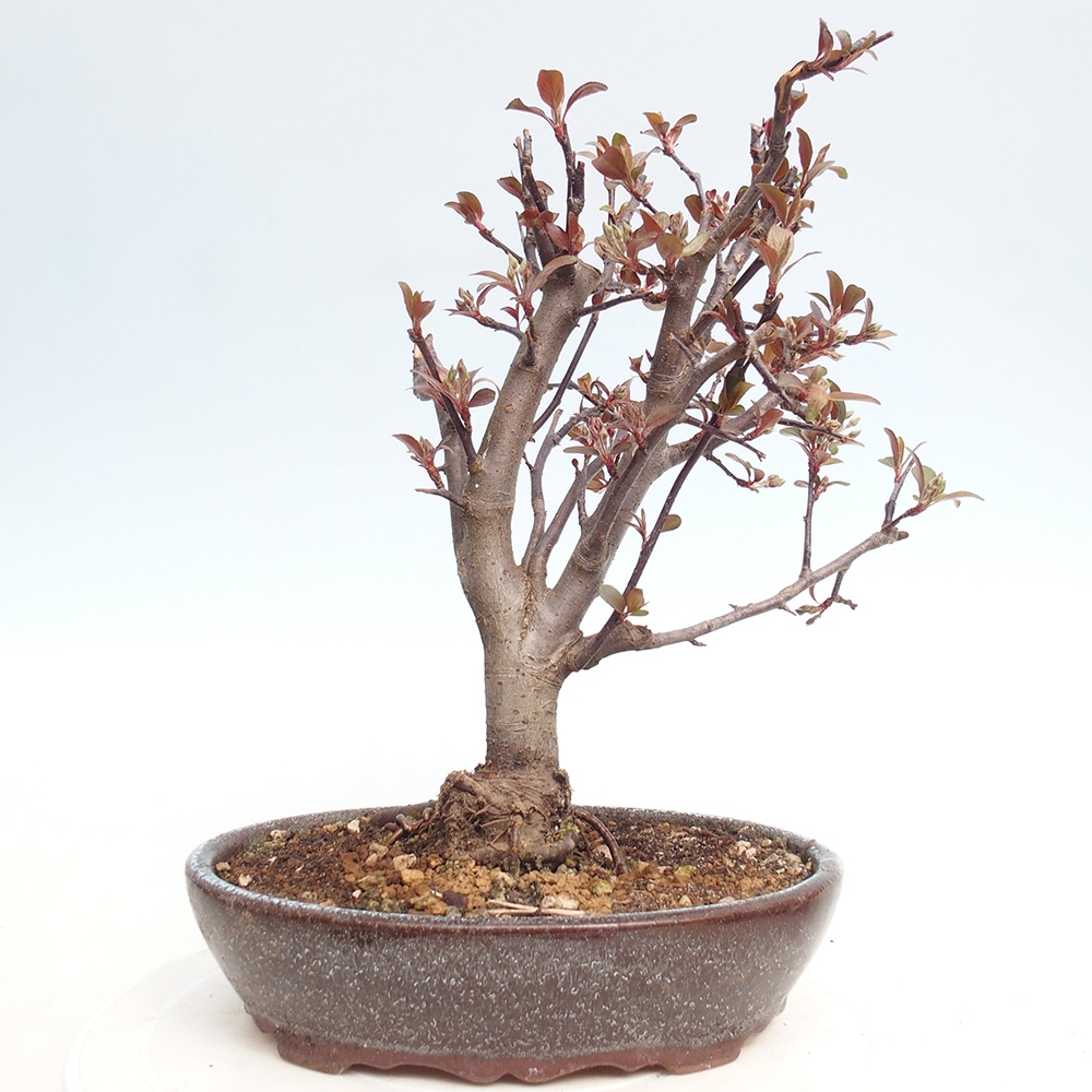 Bonsai da esterno -Malus domestica - Melo a piccoli frutti a foglie rosse