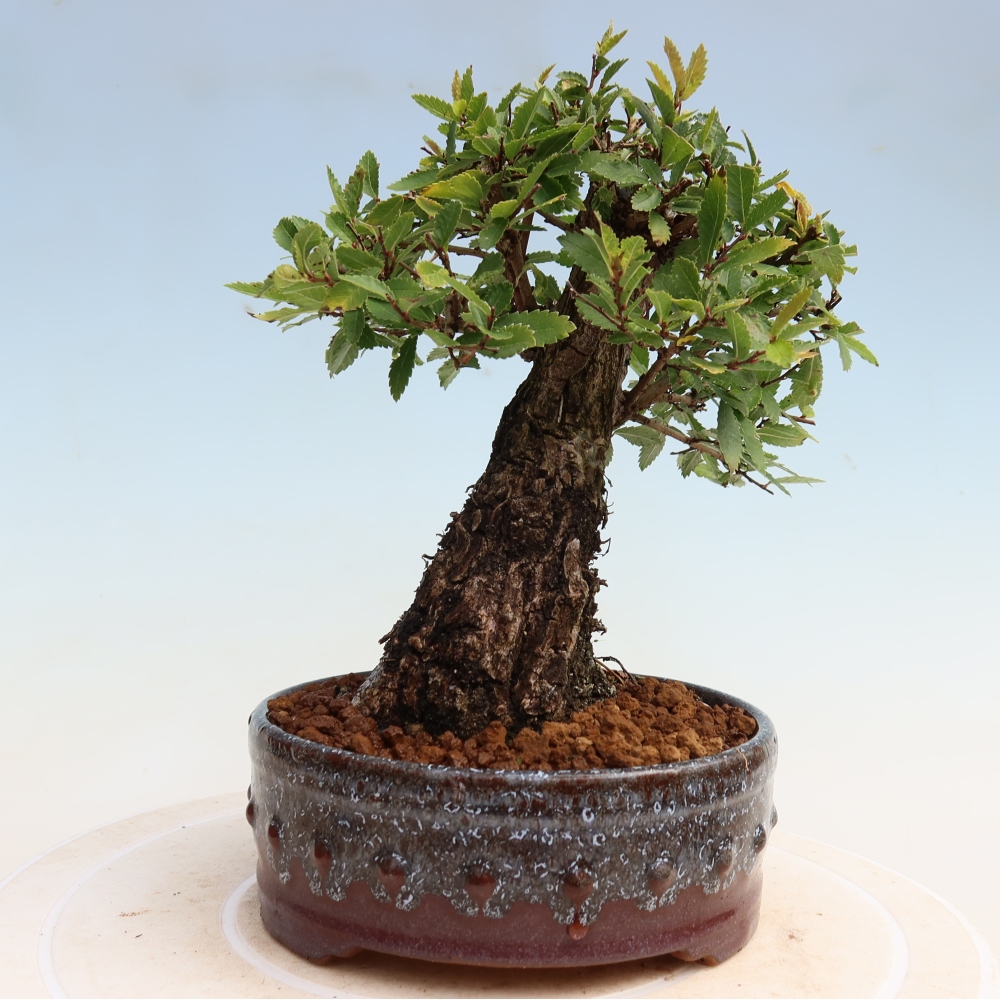 Bonsai da esterno - Zelkova - Zelkova NIRE