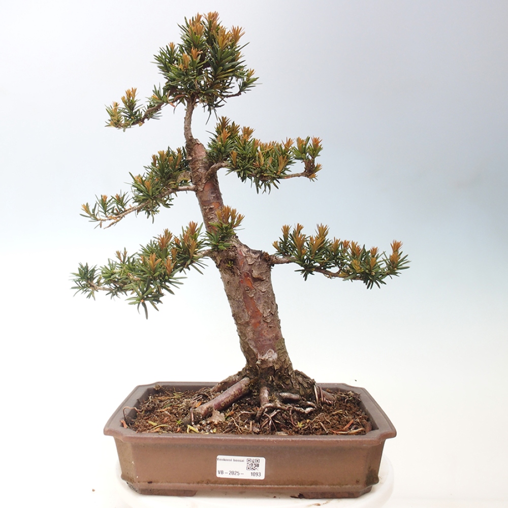 Bonsai da esterno - Taxus cuspidata - Tasso giapponese