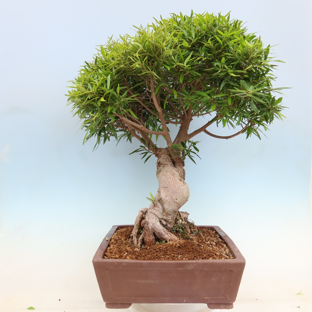 Camera bonsai - Ficus nerifolia - ficus a foglie piccole