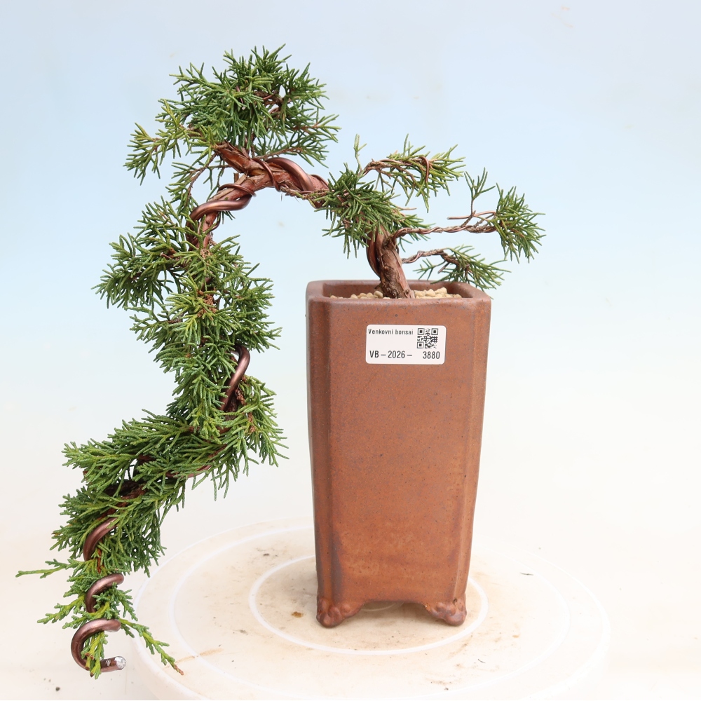 Bonsai da esterno - Juniperus chinensis Kishu