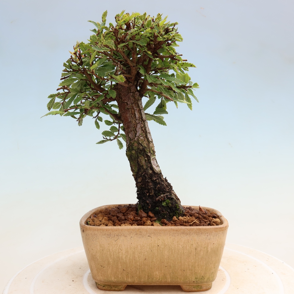 Bonsai da esterno - Zelkova - Zelkova NIRE