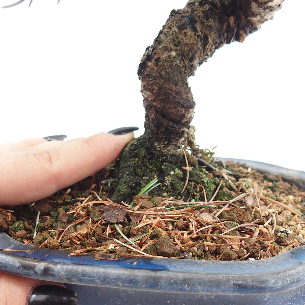 Bonsai da esterno - Pinus parviflora - Pinus parviflora