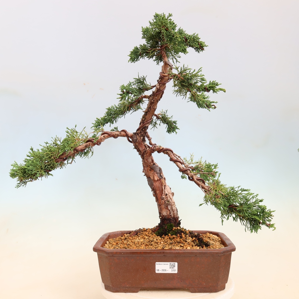 Bonsai da esterno - Juniperus chinensis Kishu