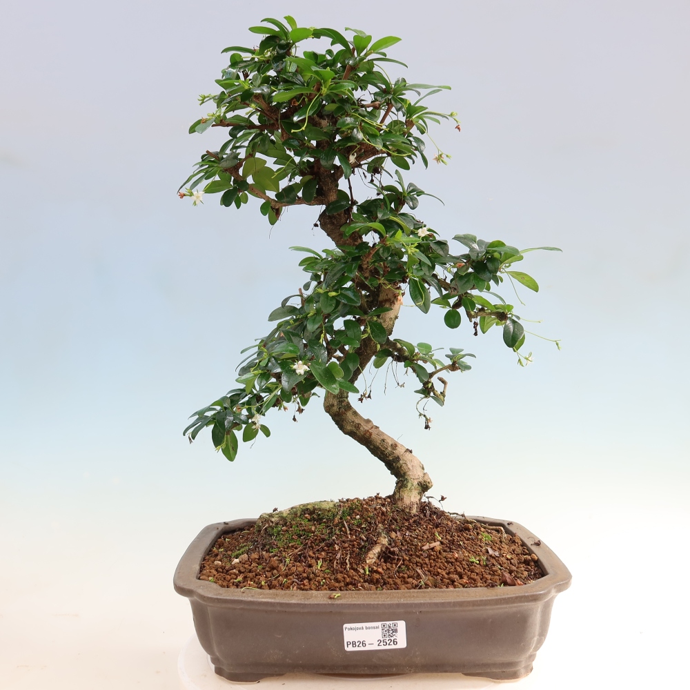Camera bonsai - Carmona macrophylla - Tea fuki