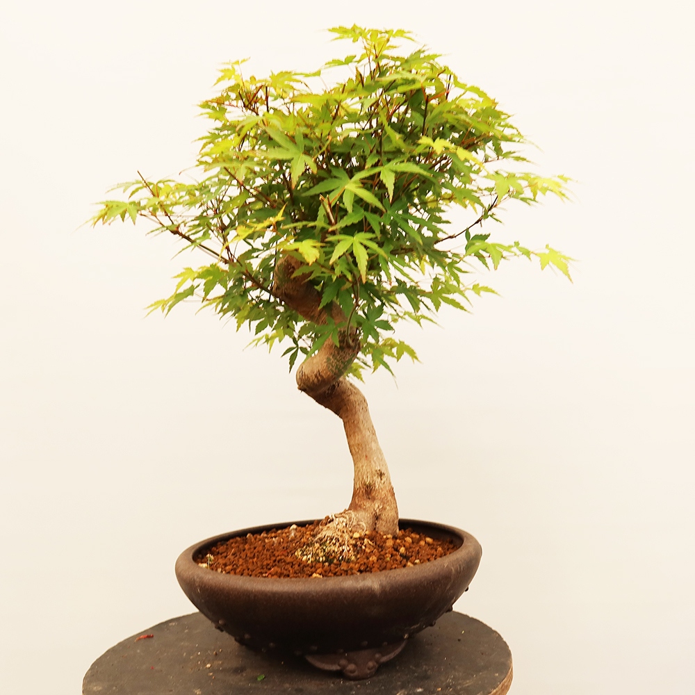 Bonsai da esterno - Acero palmato - Palme