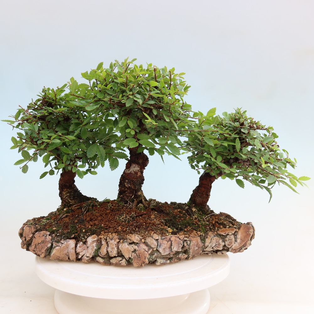 Bonsai da esterno - Zelkova - Zelkova NIRE - boschetto