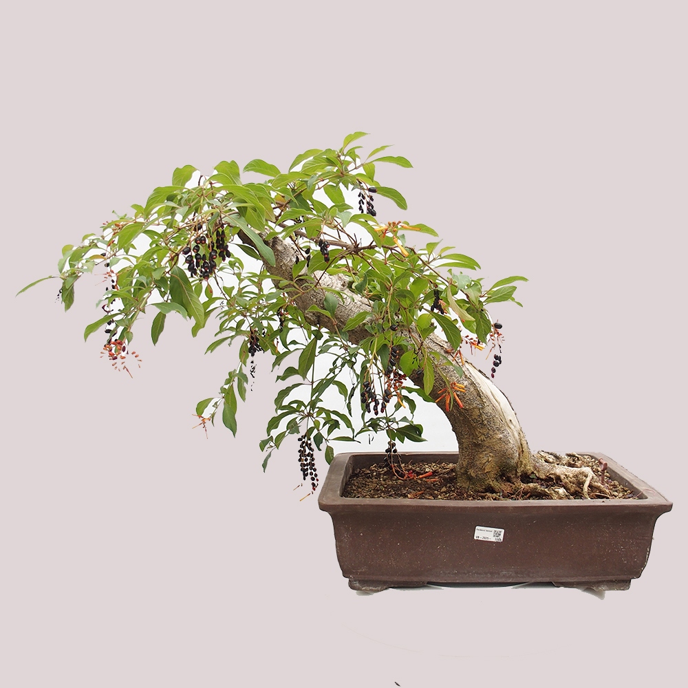 Camera bonsai - Brevetto di Hamelia