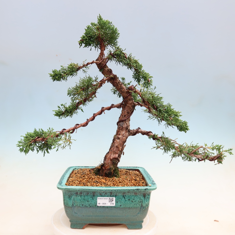 Bonsai da esterno - Juniperus chinensis Kishu