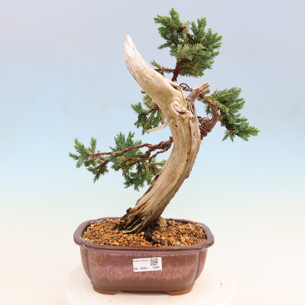 Bonsai da esterno - Juniperus squamata – Ginepro squamato