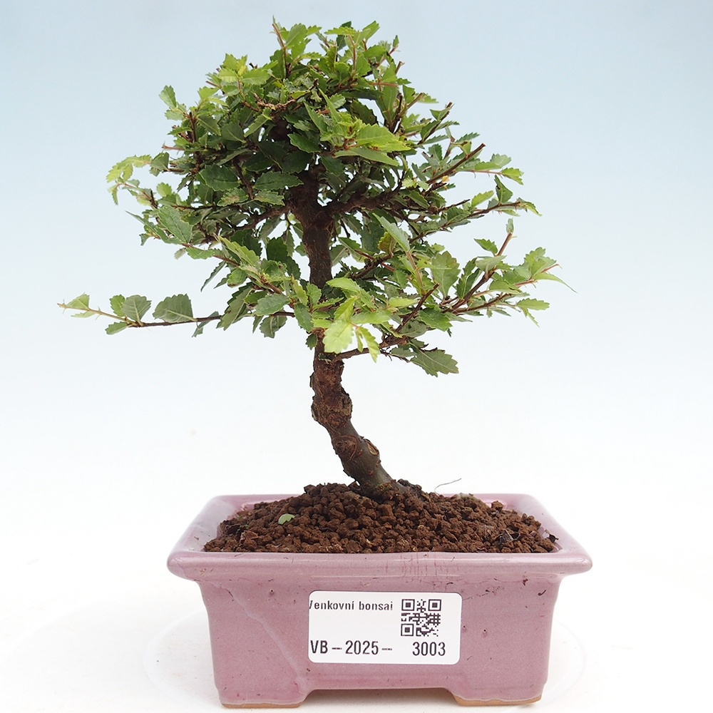 Bonsai da esterno - Ulmus parvifolia Sagei - Olmo a foglie piccole