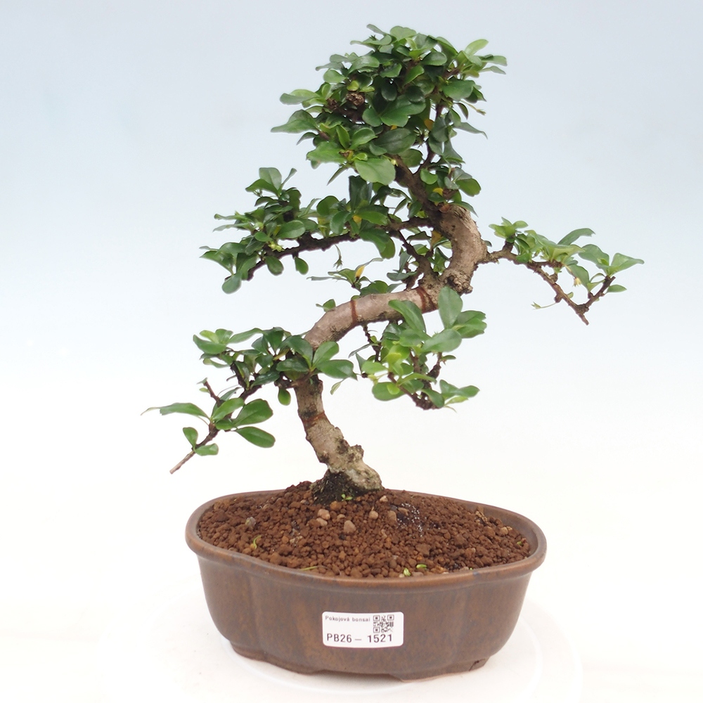 Camera bonsai - Carmona macrophylla - Tea fuki