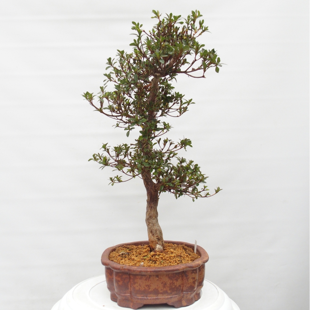 Bonsai da esterno - Azalea giapponese - Azalea Hanatsuzuri