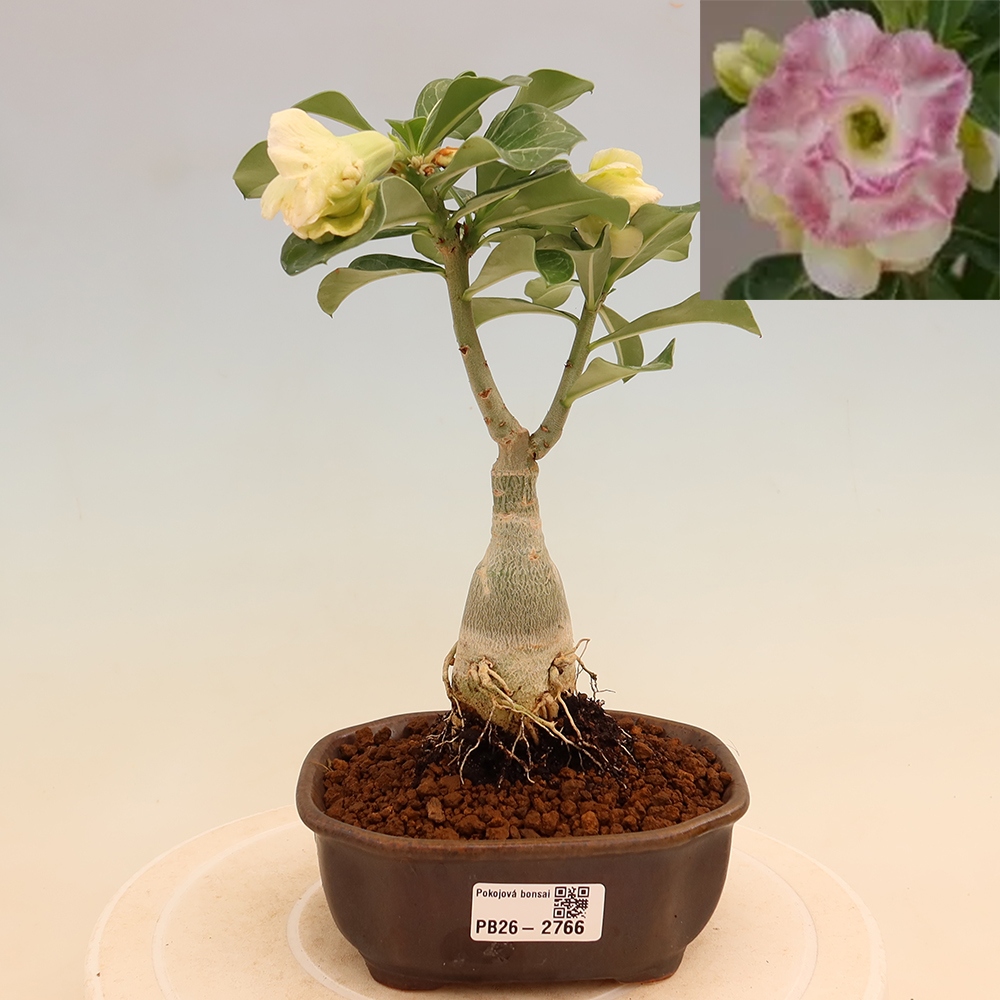 Bonsai da interno - Adenium obesum innestato V.F.S.412  - Rosa del deserto