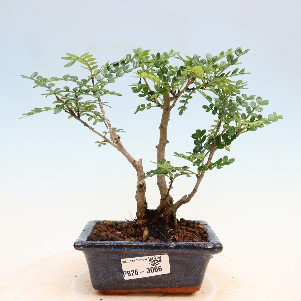 Camera bonsai - Zantoxylum piperitum - albero del pepe
