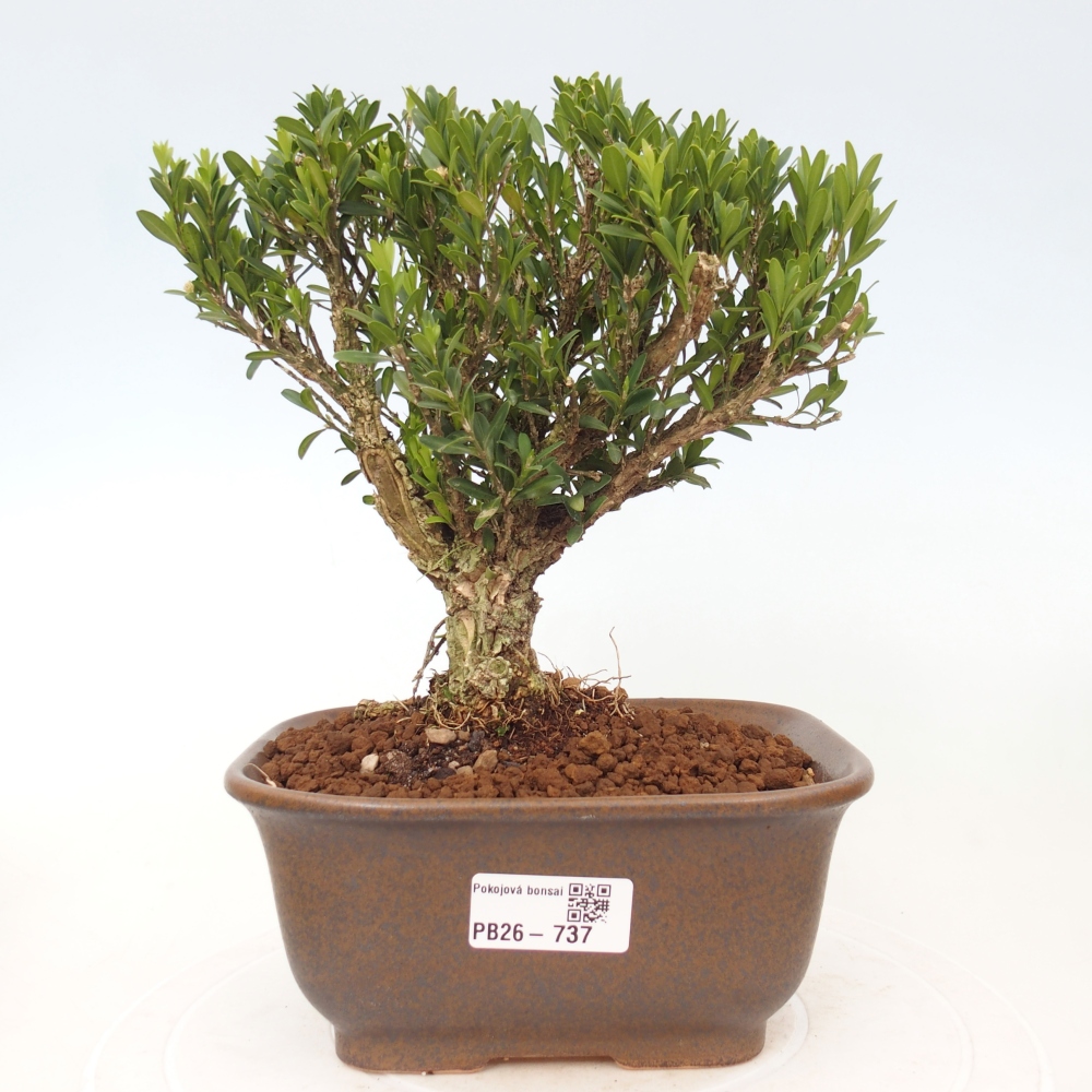 Camera bonsai - Buxus harlandii - buxus da sughero