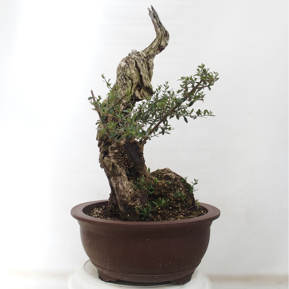 Bonsai da interno - Olea europaea sylvestris