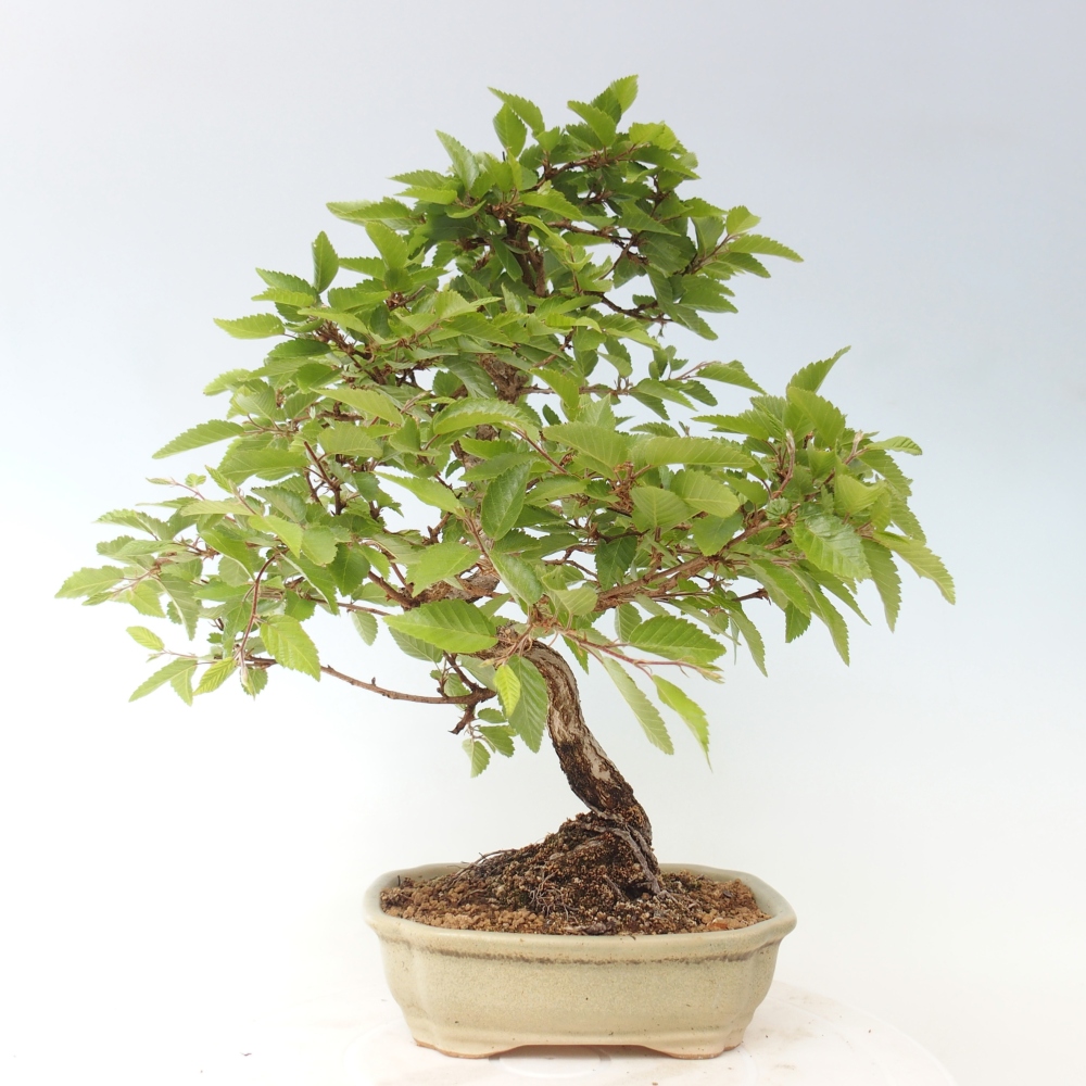 Bonsai da esterno -Carpinus CARPINOIDES - Carpino coreano